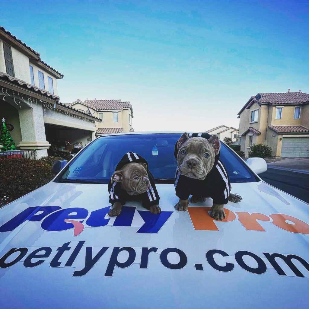 Instagram post from petlypro. This post is in position 3.