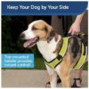 PetSafe EasySport Nylon Reflective Back Clip Dog Harness- Green - Image 6